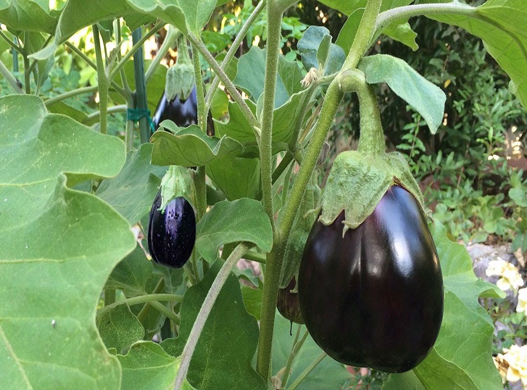 Red Brinjal Seeds 20 Pcs