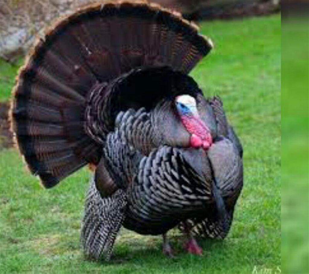 
Turkey chicken - Fresh live chicken (weight: 6 kg+)