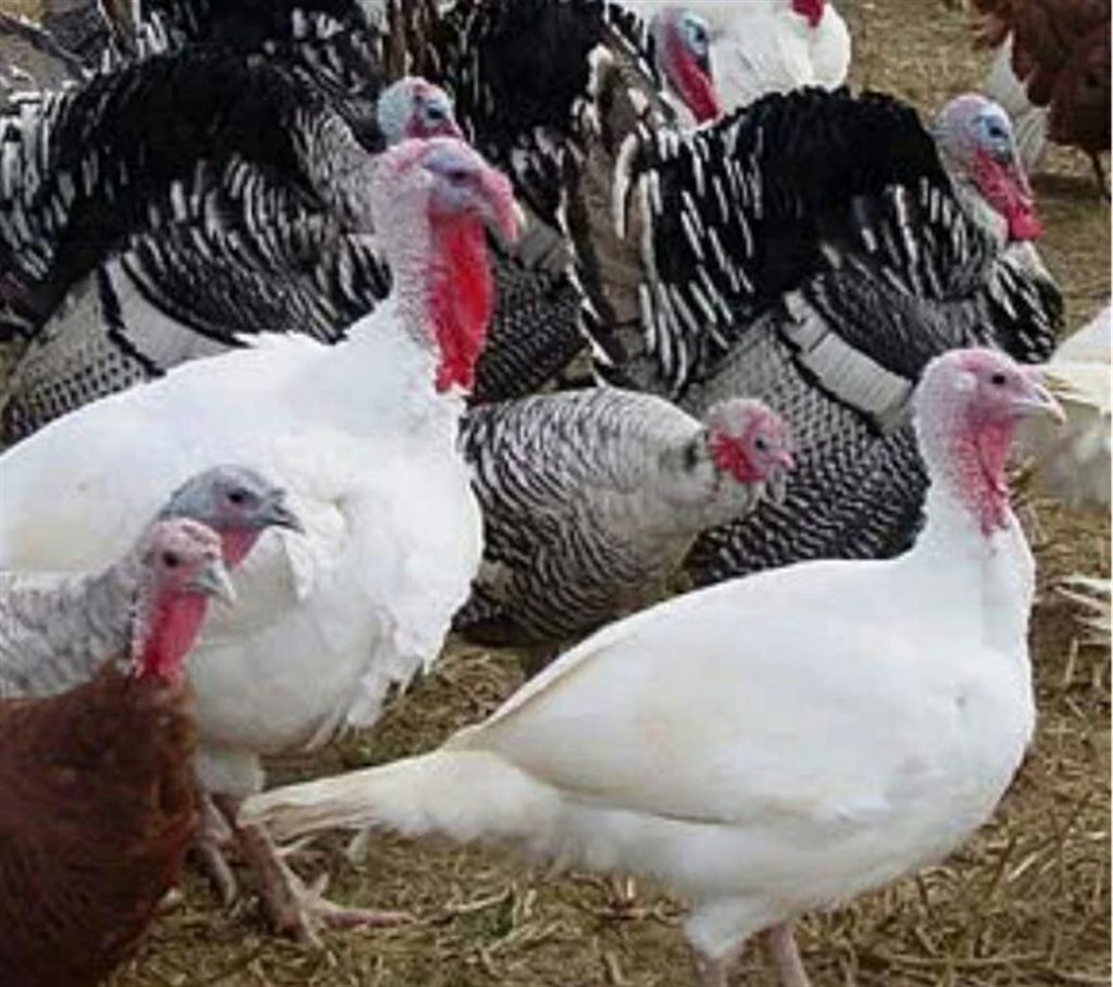 
Turkey chicken - Fresh live chicken (weight: 2 kg + ) 