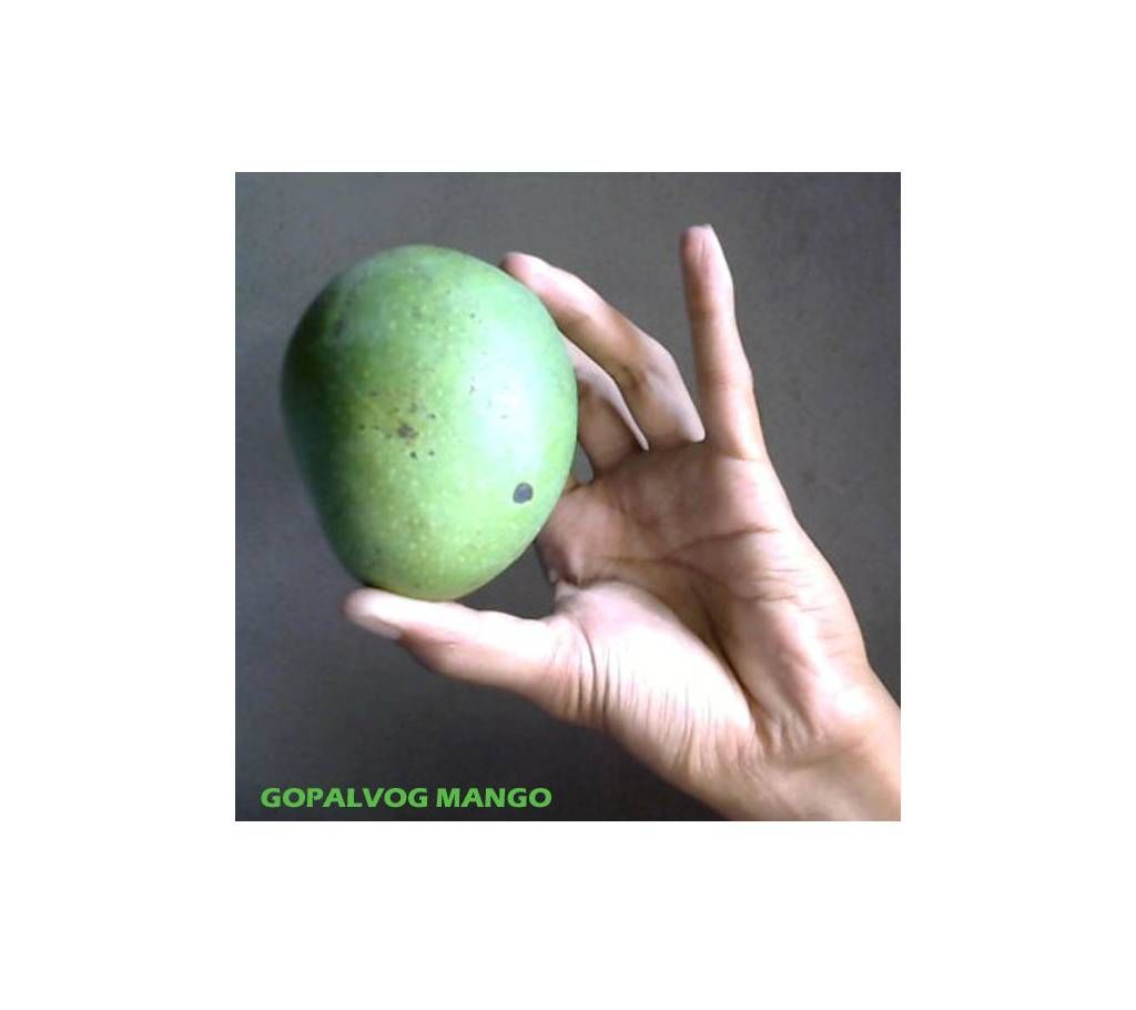 Gopalvog Mango 15 KG. Gopalvog Mango oF Rajshahi