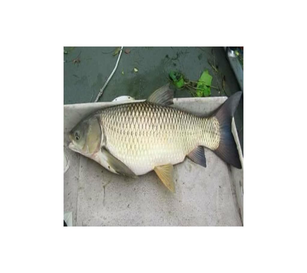 Grass Carp Fish