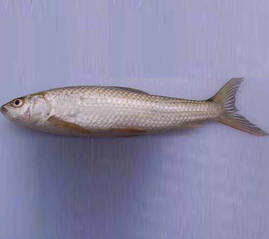 Vangon (River)