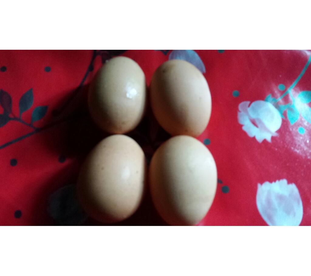 Chicken egg