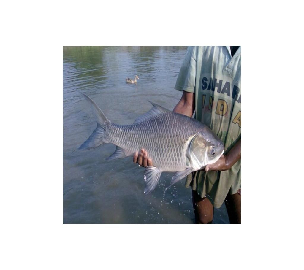 Katla Fish
