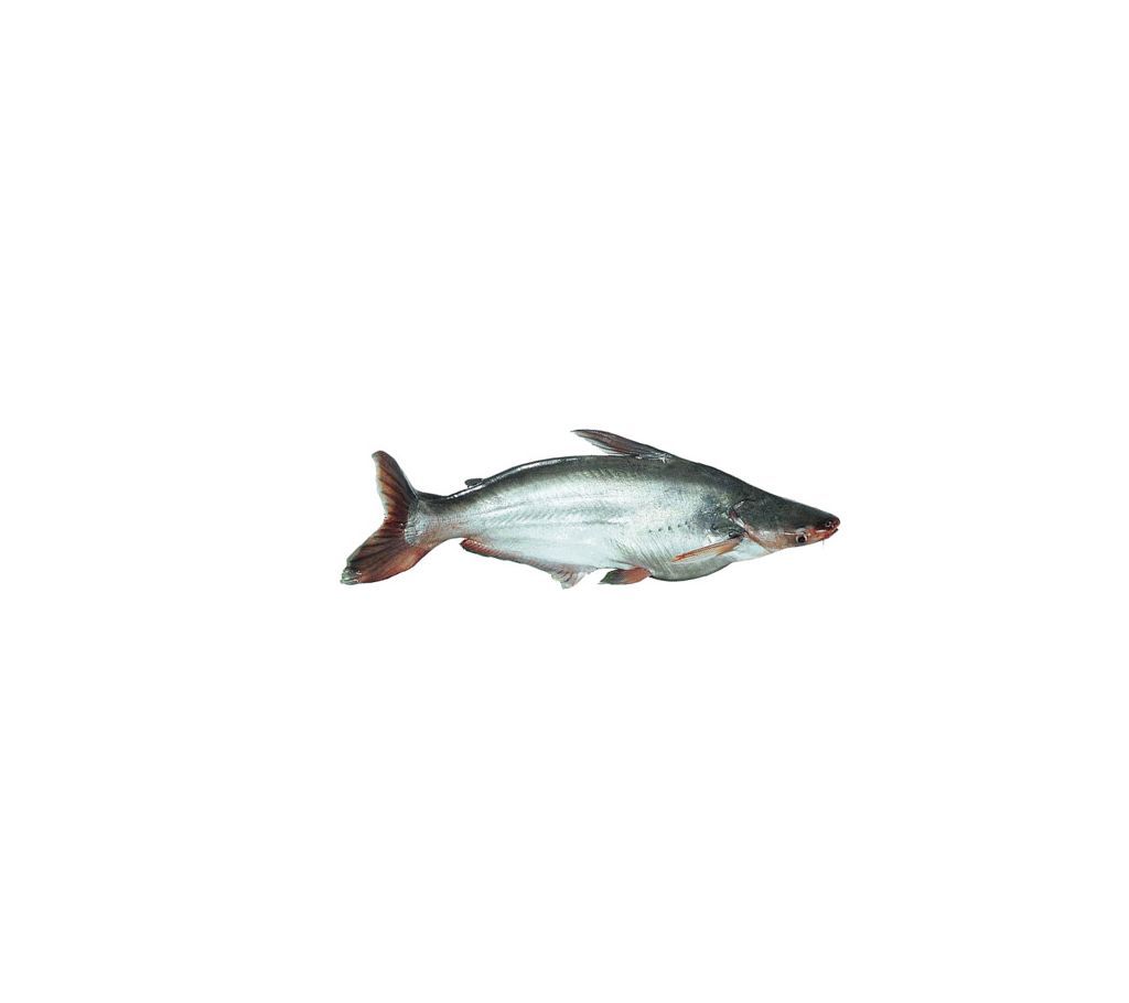 Big Size Pangas (After Cutting) /kg