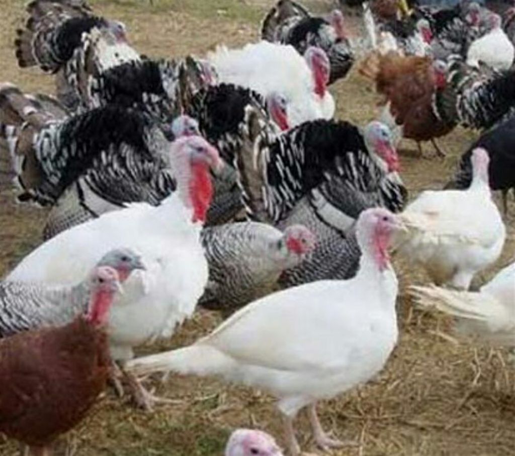 Turkey chicken (amount: 3/4/5/6 kg+) will be fresh chicken