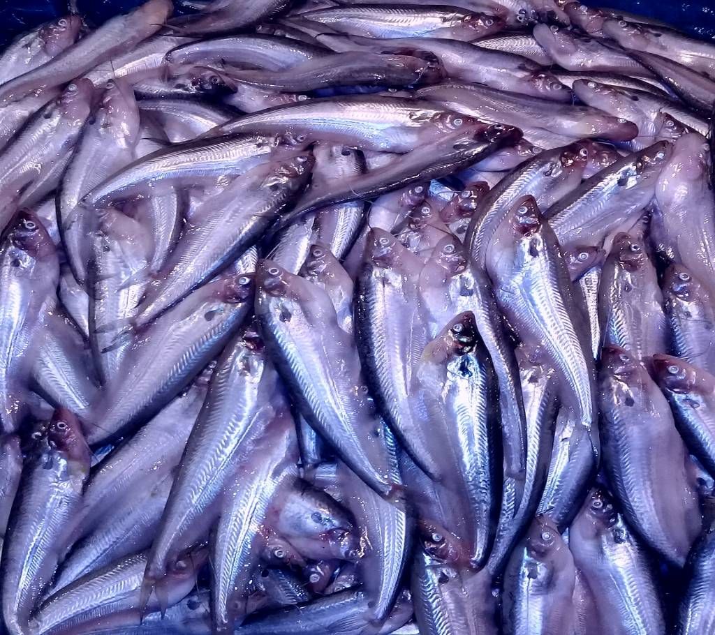 Padma Fish ( 2 Kg)