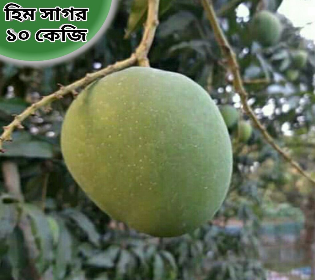 Himsagar Mango 10 KG