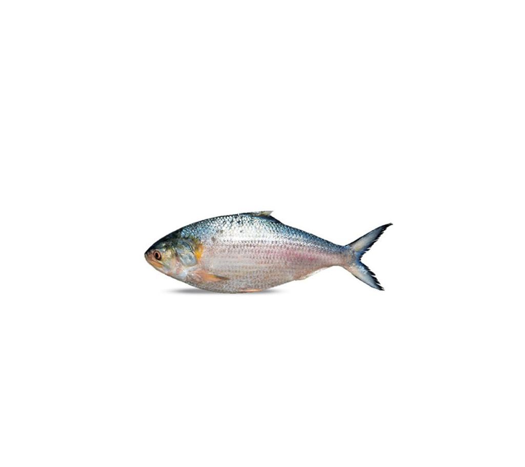 Hilsha Fish (900gm+) / kg
