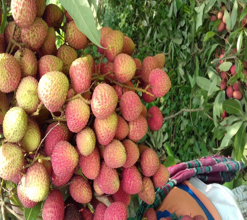 Premium Deshi Litchi(600 pc)