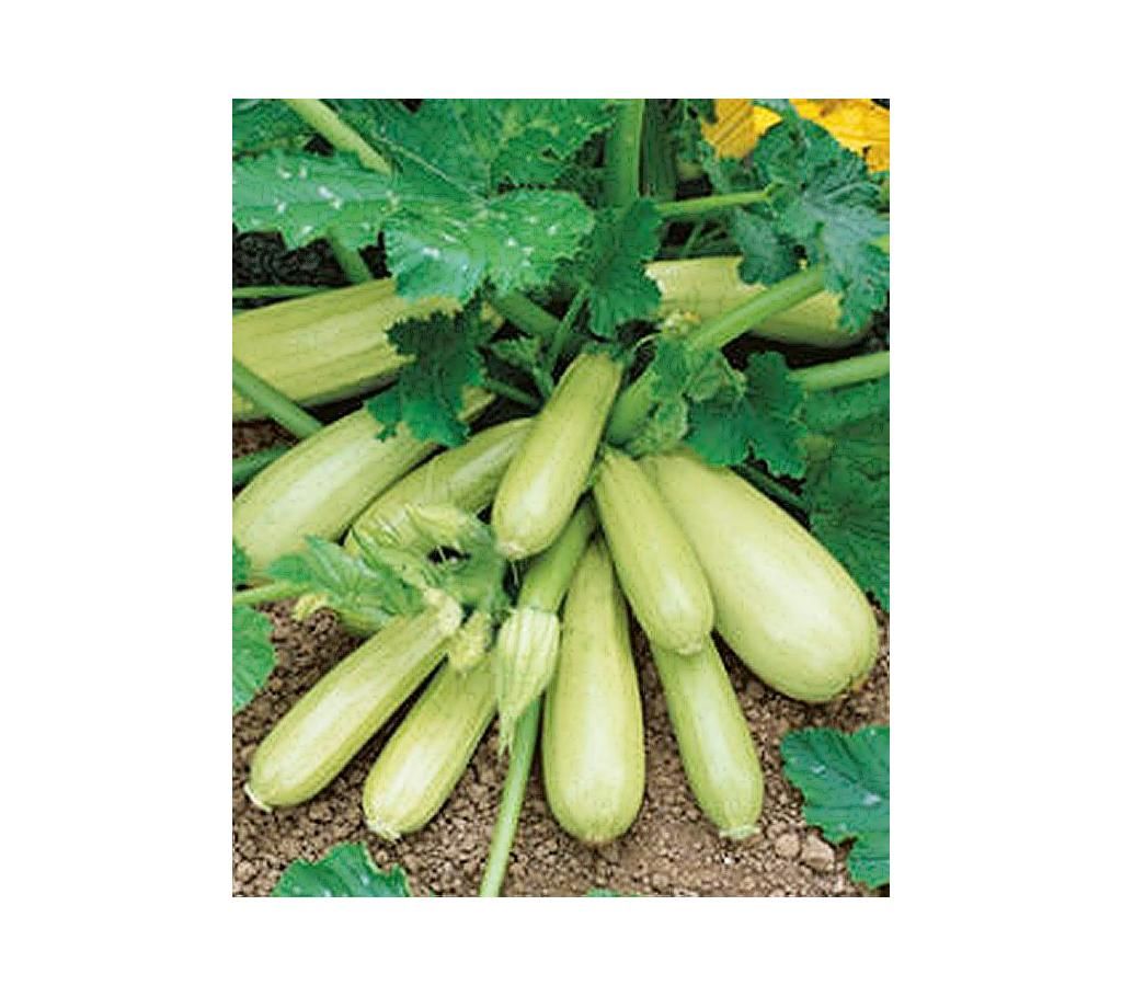 squash seed