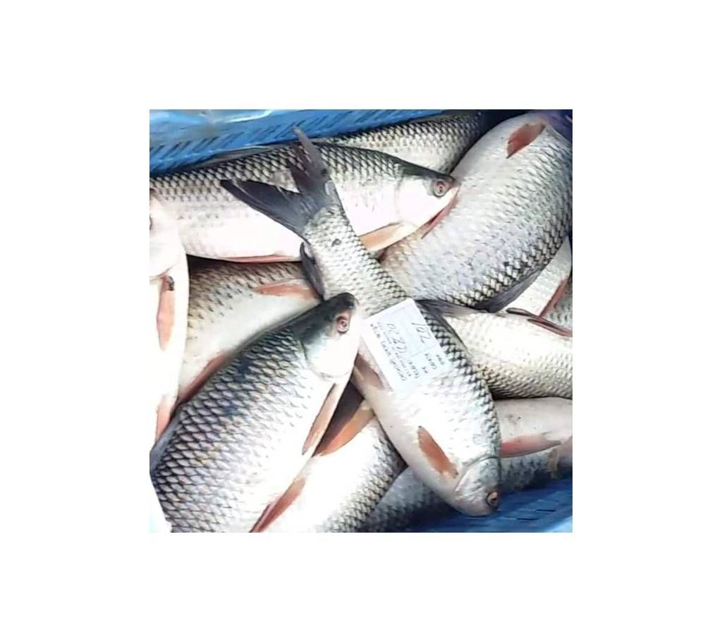Deshi Rui Big (River)4kg