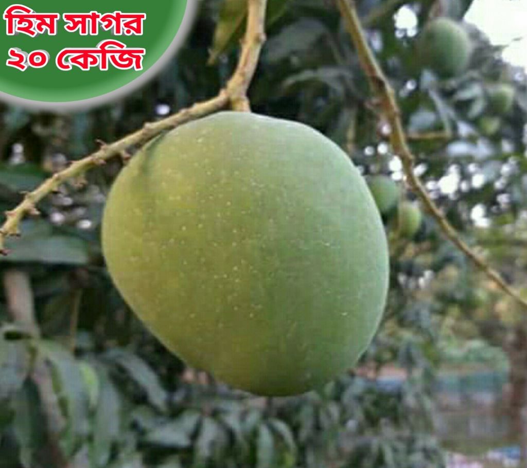 Himsagar Mango 20KG