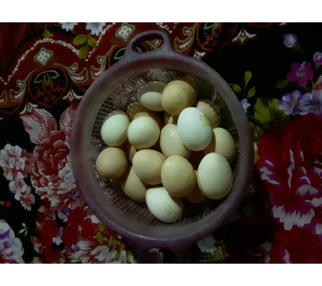 kadaknath egg