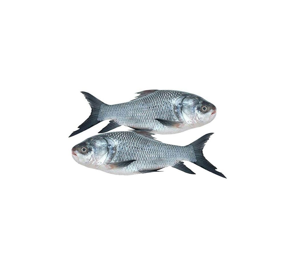 Katla Fish 1.5kg+ After Cutting /kg