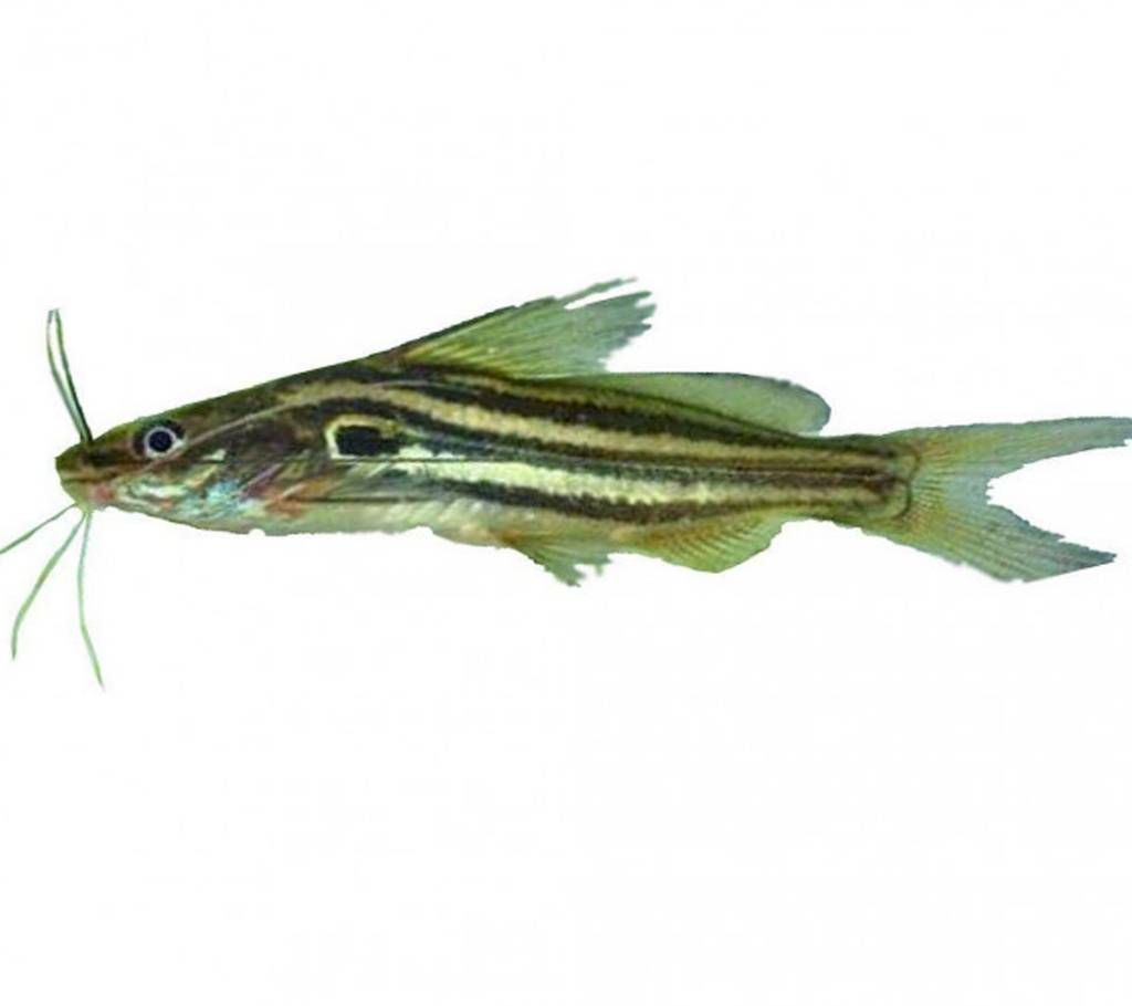 Deshi Tangra Fish (River) 1kg+