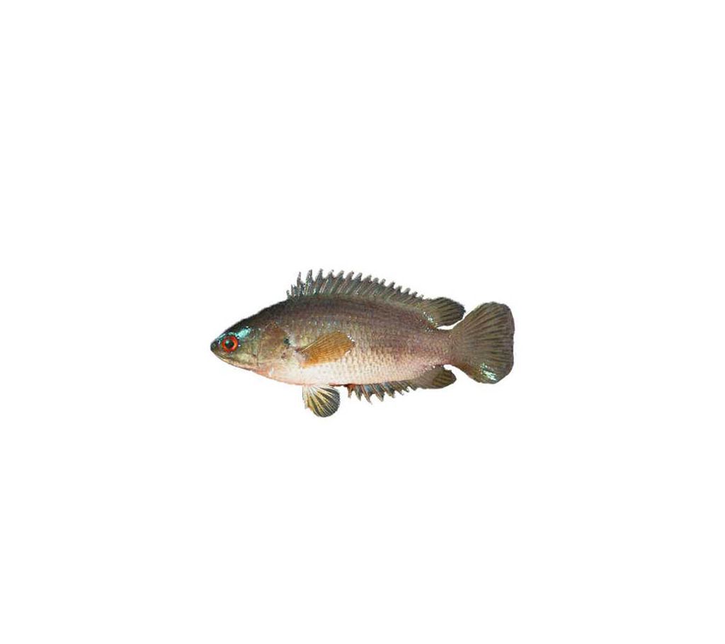 Koi Fish After Cutting /kg