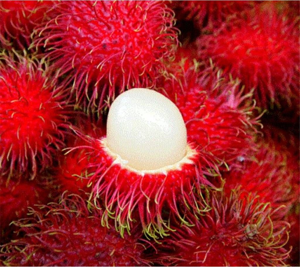 Rambutan (Nephelium lappaceum) 500gm-Thailand