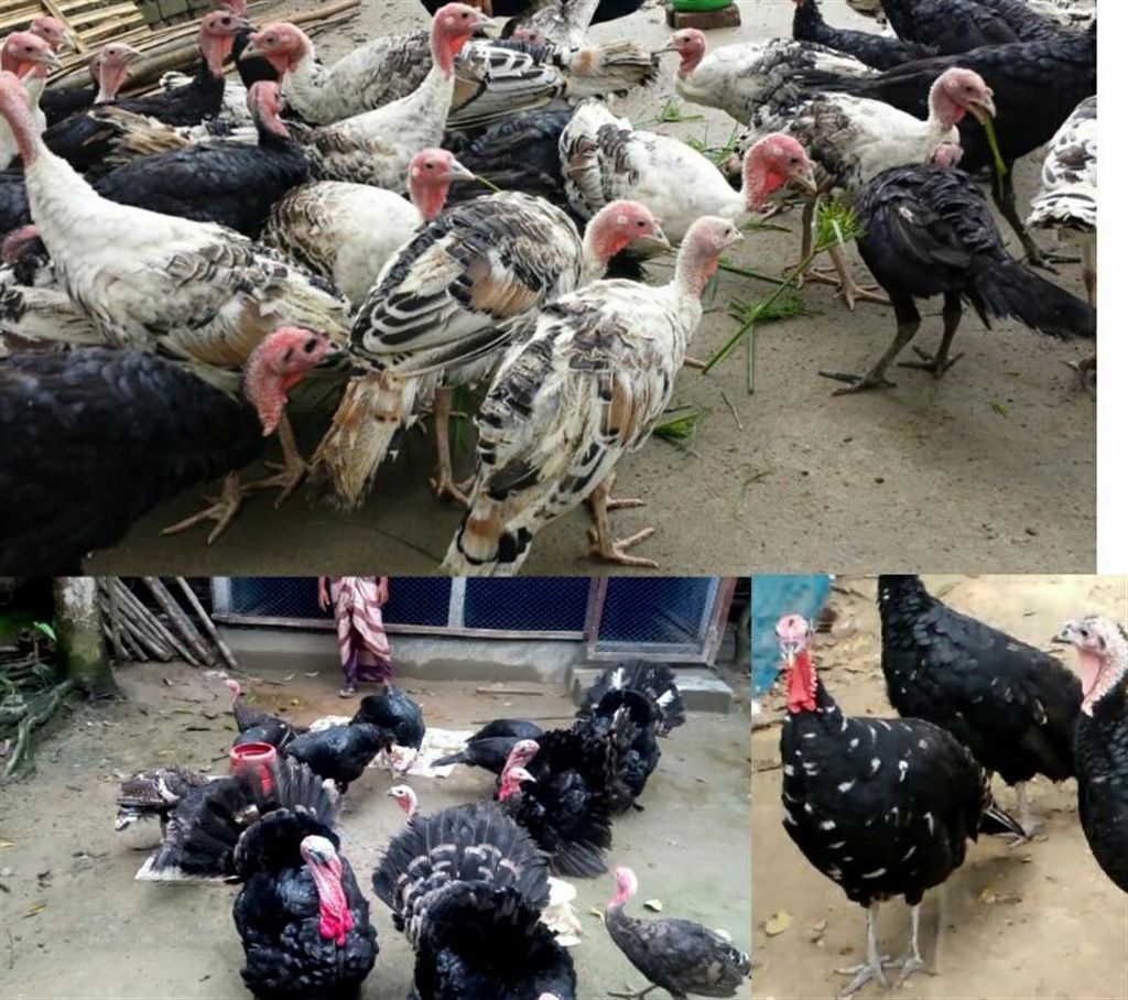 Turkey chicken (weight: 1 kg + ) fresh chicken live