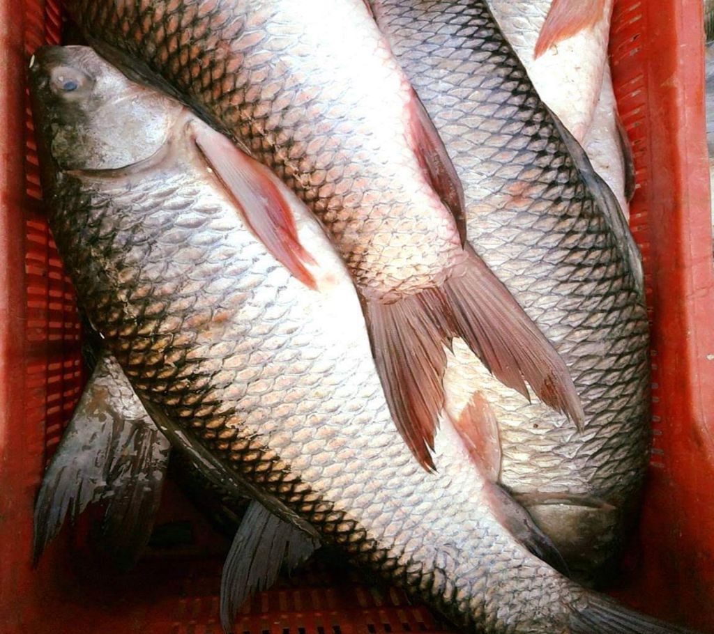 Deshi Rui Big (River)2kg+