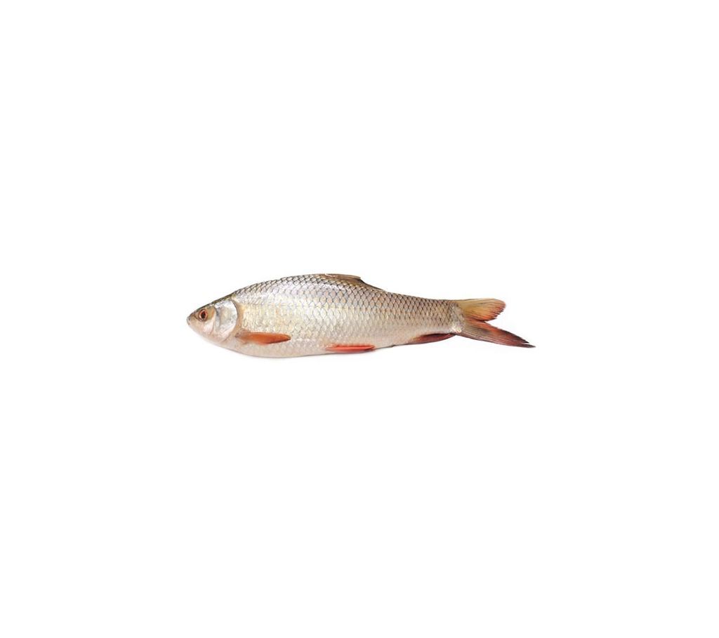 Rui Fish After Cutting /kg