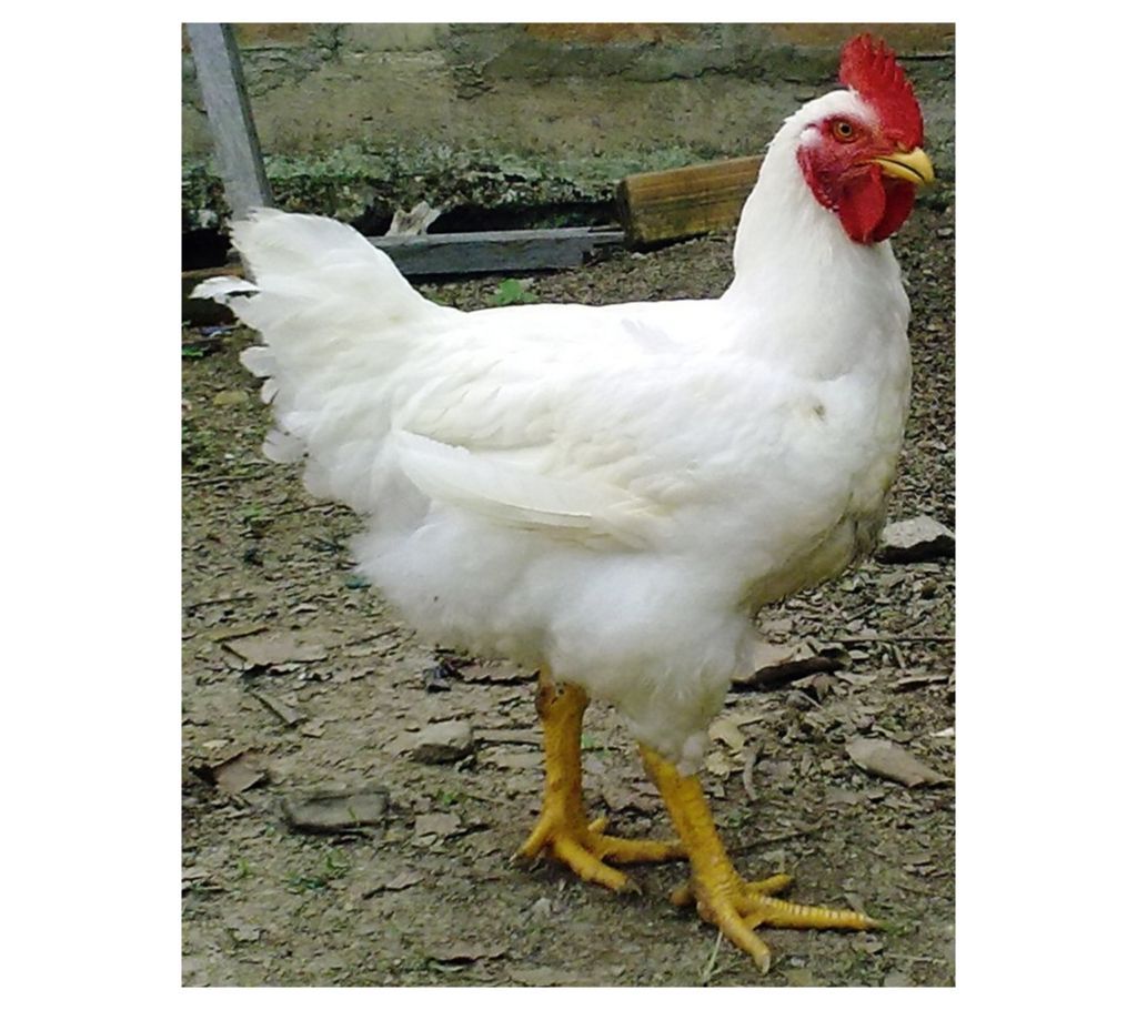 Boiler Hen 40kg 