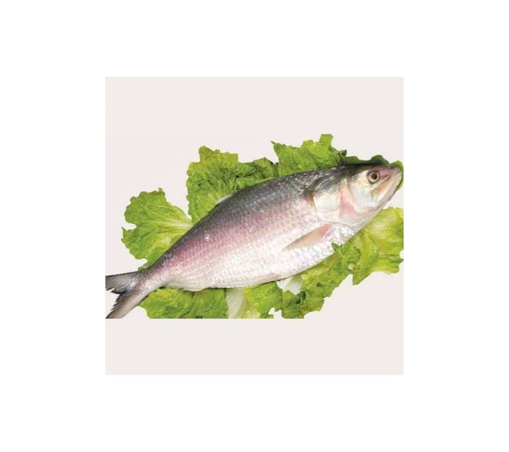 Hilsha fish 800gm+