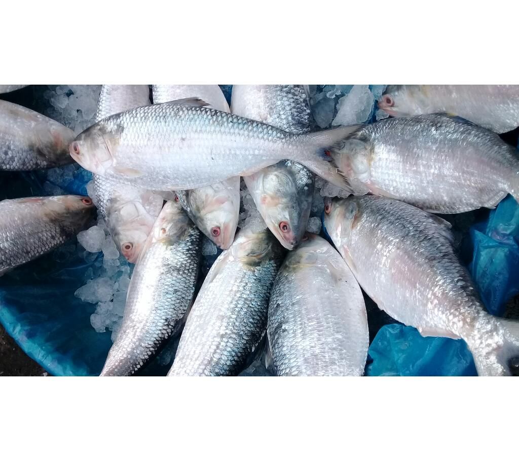 Large Hilsha Padma