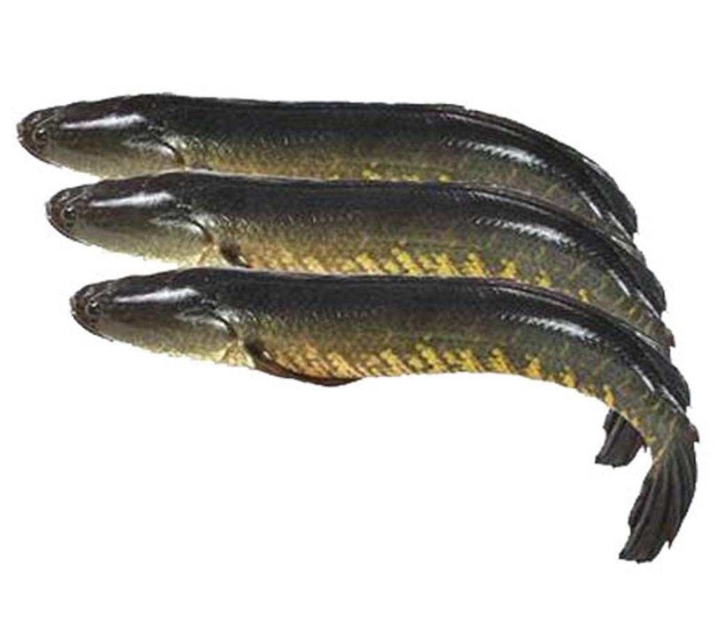 Shoal (River)