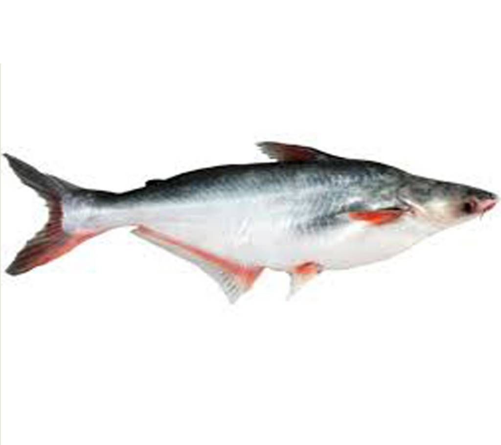 River Pangash