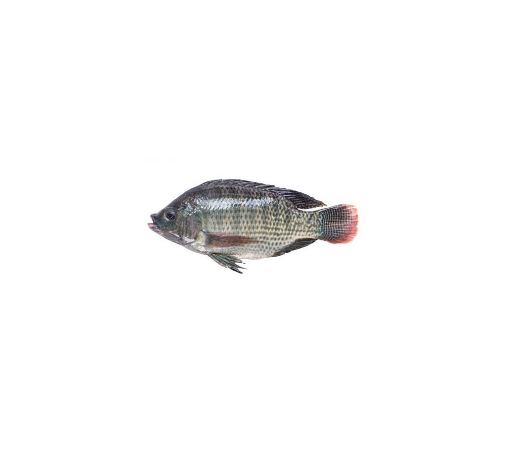Telapia Fish (4/5pcs) After Cutting  1kg