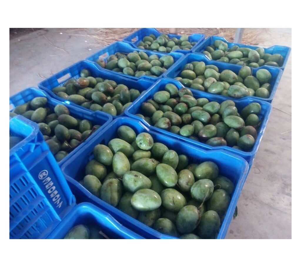 Himsagor Mango of Rajshahi