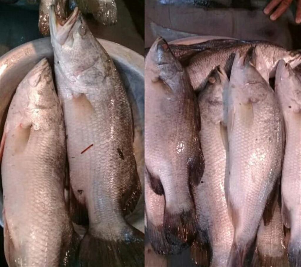 Large size Coral (Vetki) fish (every 2 kg)