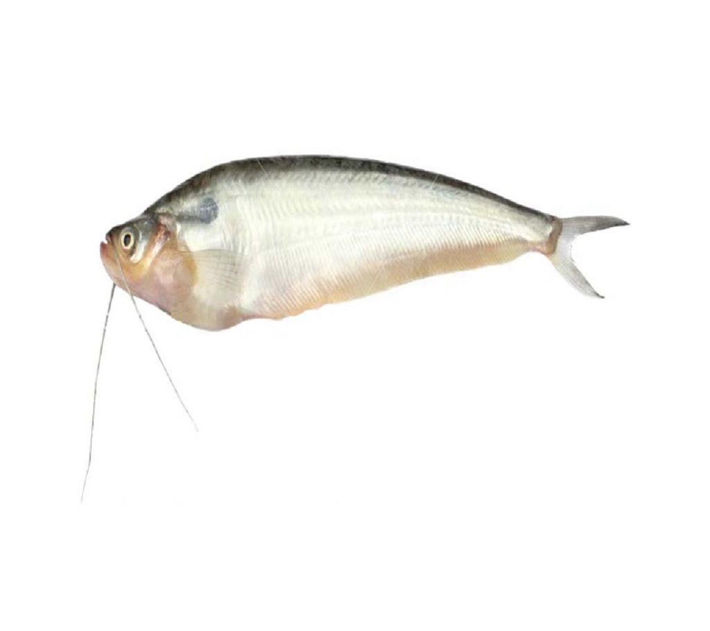 Pabda Fish  1kg