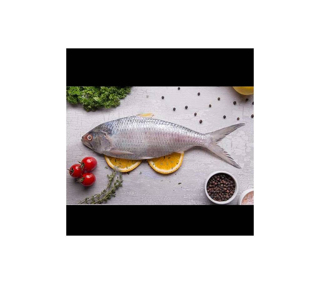 Hilsha fish 500gm+