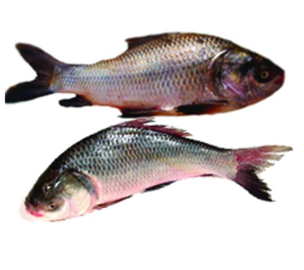 katla fish- 1 fish 