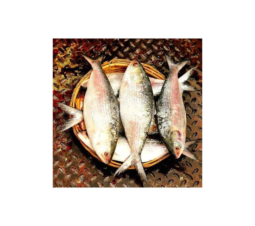 Hilsha fish 400gm+