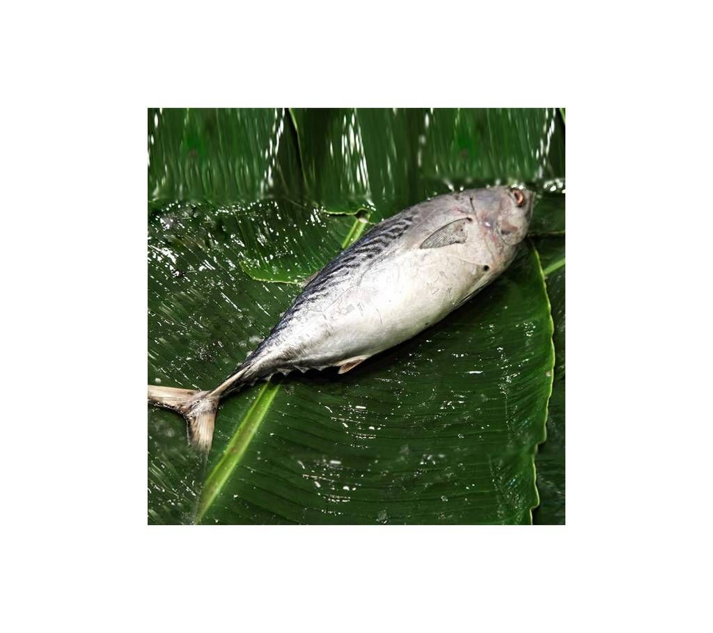 Tona fish 1kg+
