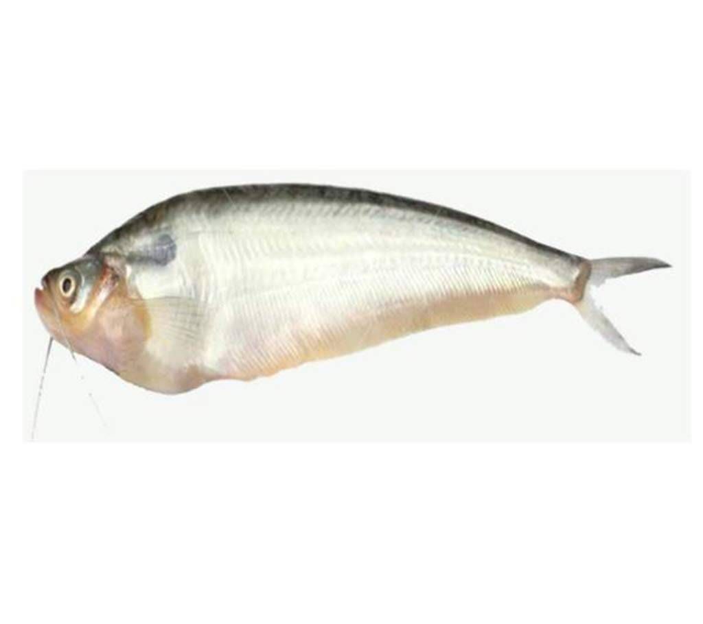 pabda fish- 1 kg 