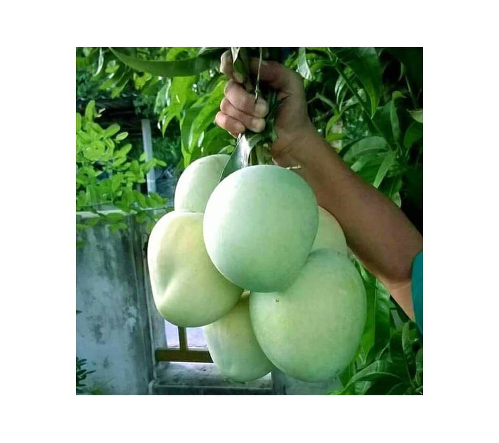 Mango of Rajshshi