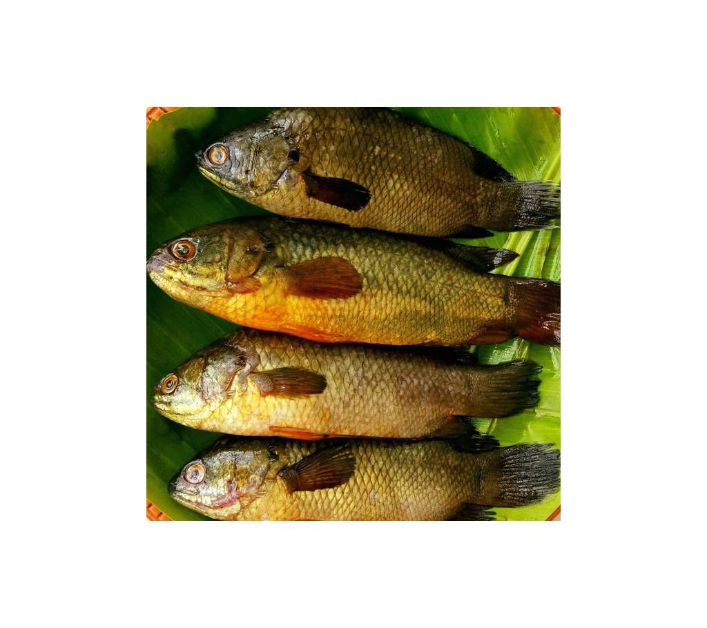 Koi (River)