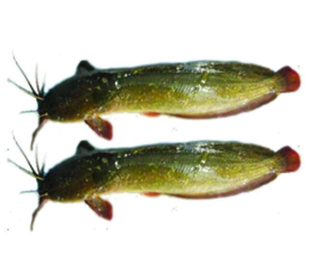 magur fish- 1 kg 