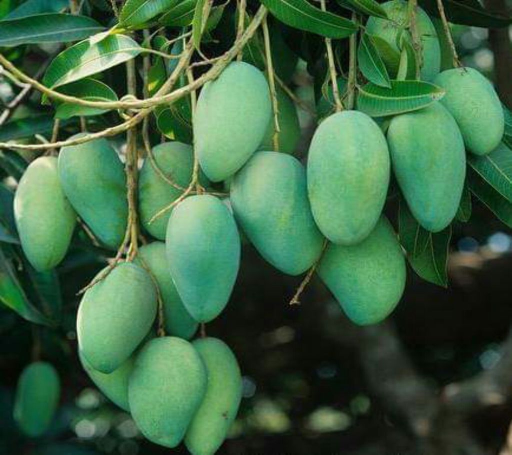 Kalua Mango 15 Kg