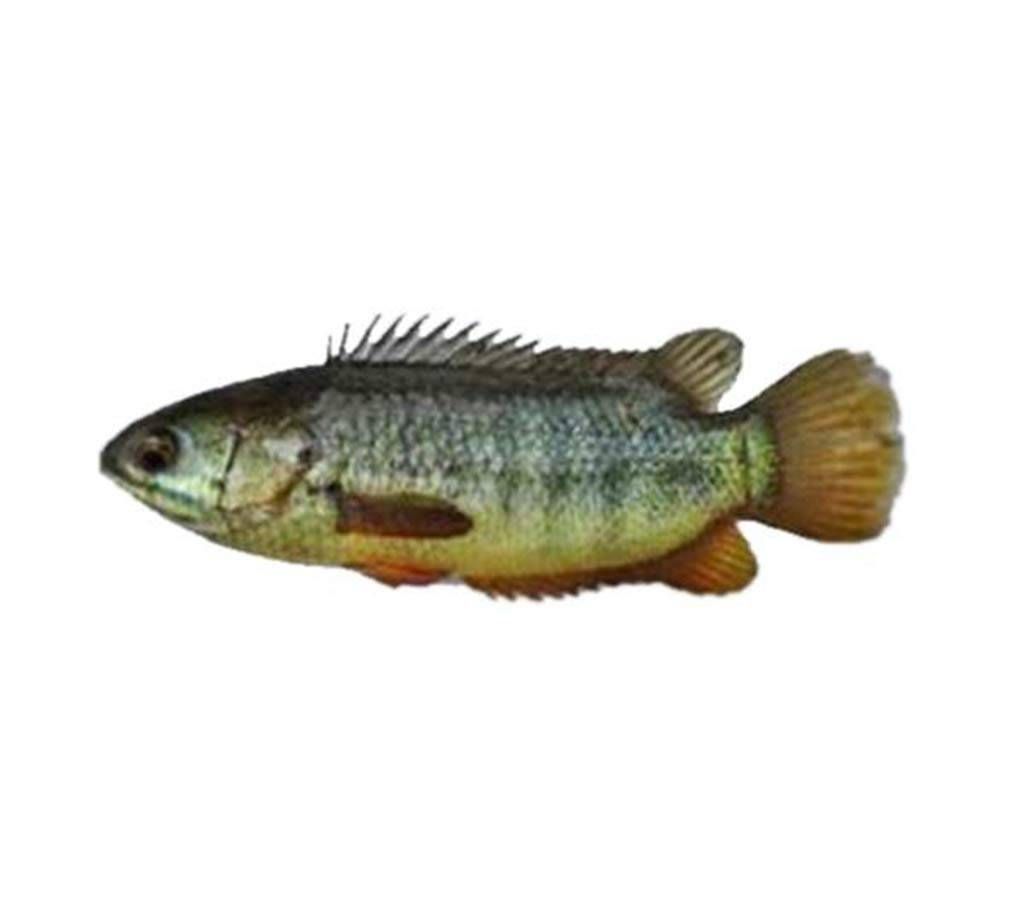 koi fish- 1 kg 