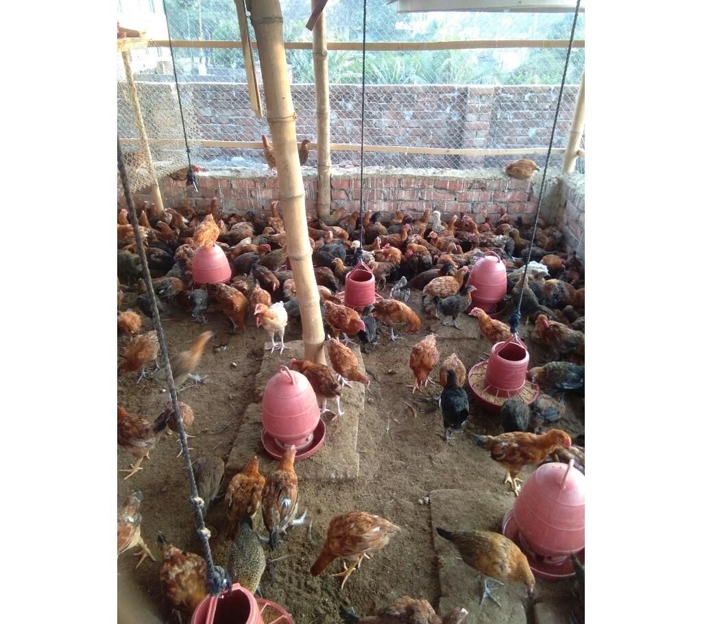 Sonali cock chicken