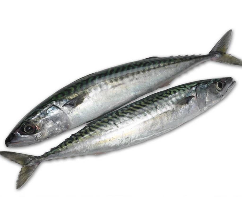 Mackerel (Sea) 1kg+