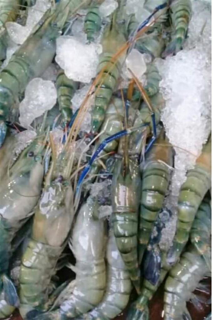 Large shrimp - 1 kg