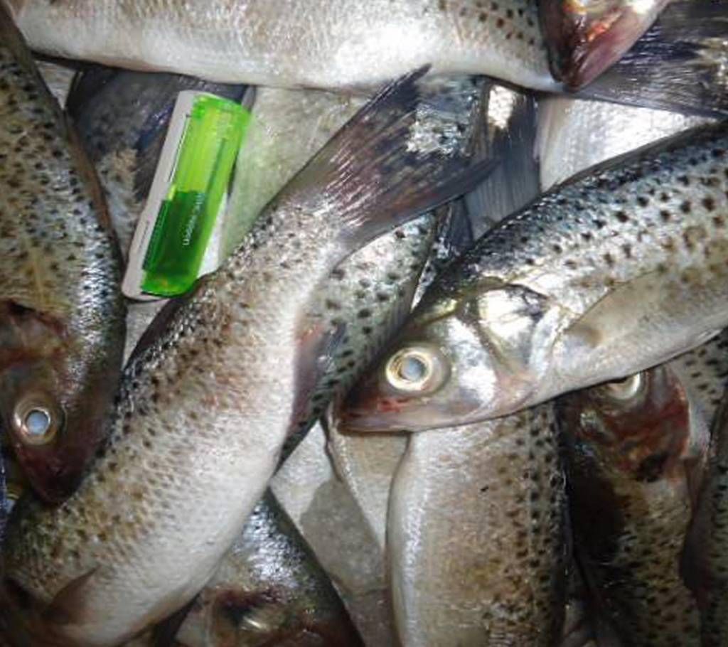 Sea Baila 1kg+