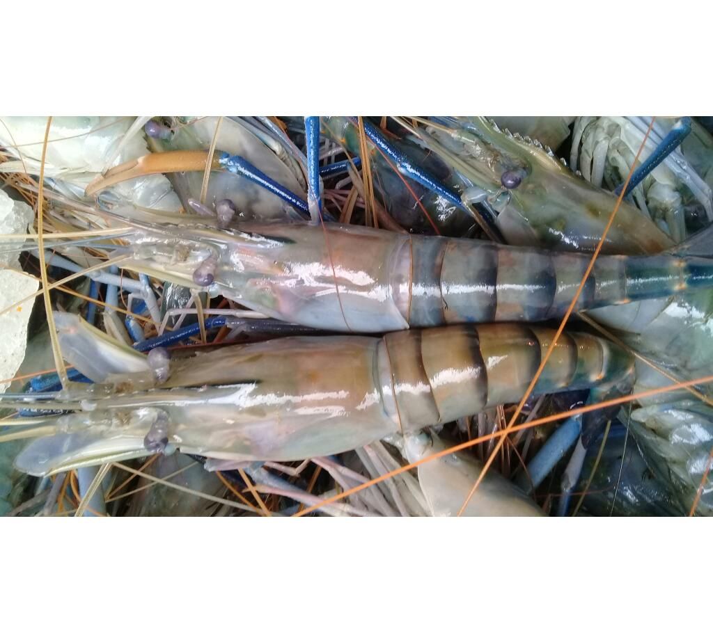 Lobster large size - 1 Kg