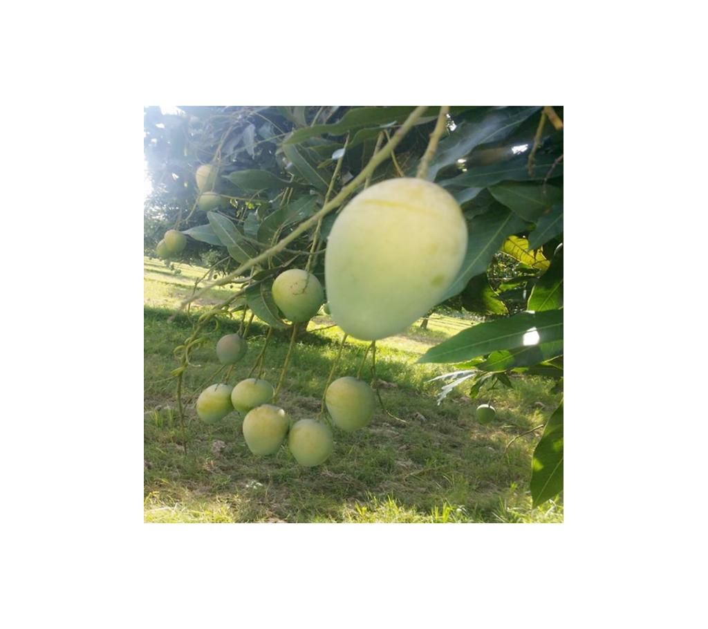 mango of Rajshahi